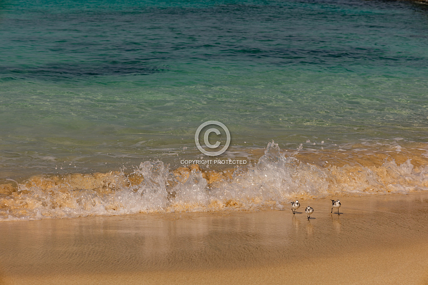 Playa de las Conchas - La Graciosa