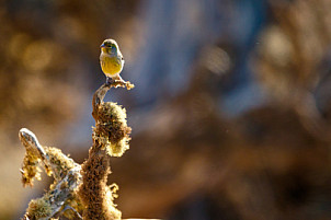 Canary Bird