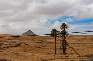 Roadside Palm Trees - Fuerteventura