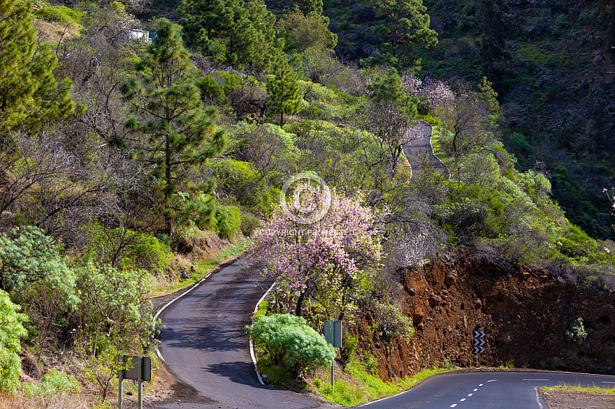 On the road - La Palma