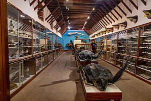 Museo Insular