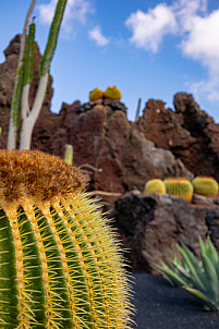 Jardín de Cactus - Lanzarote