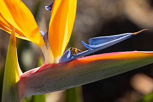 Tenerife: Bee on flower