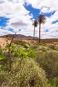 Roadside Palm Trees - Fuerteventura