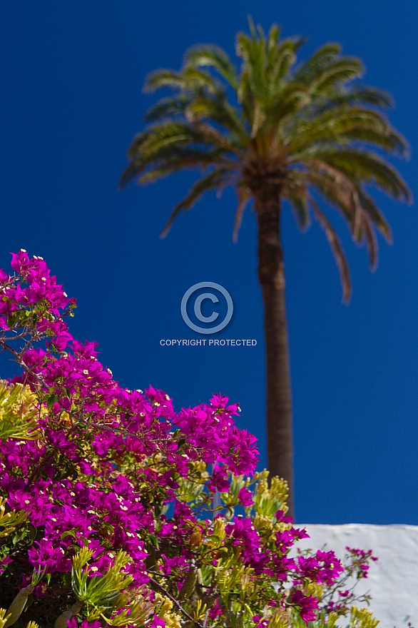 Bougainvillea and palm tree