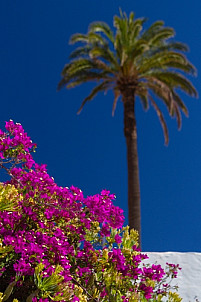 Bougainvillea and palm tree