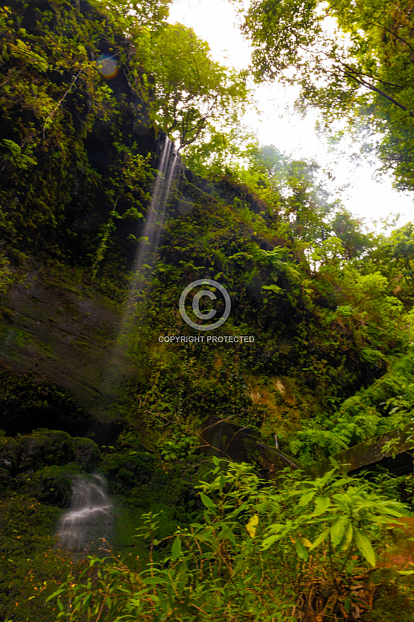 Bosque de los Tilos (Cascada - Waterfall) - La Palma