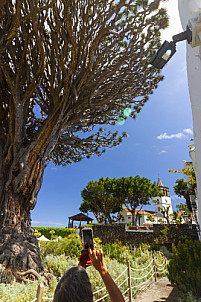 Icod de Los Vinos Tenerife