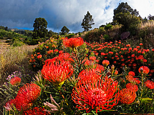 La Palma: Proteas en el campo
