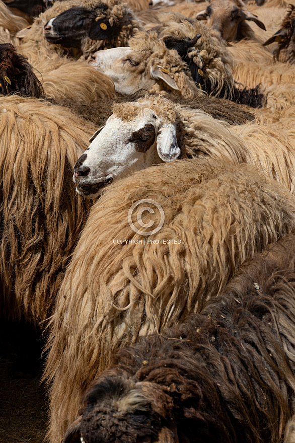 Fiesta de la lana - Caideros