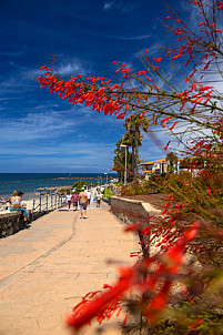 Tenerife: Playa del Duque Norte
