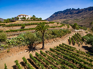 Vineyard - bodega - Santa Lucía - San Bartolomé de Tirajana