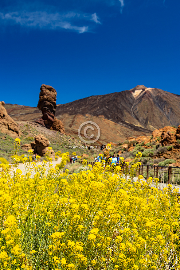 Tenerife: Las Cañadas Primavera