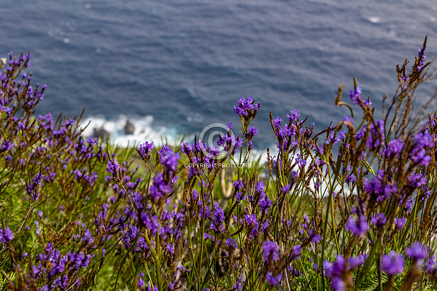 Flowers above the coast - La Palma