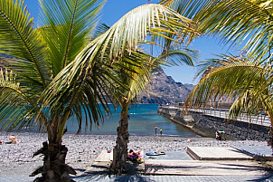 Palms at Puerto de las Nieves
