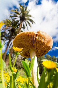 Mushroom, flowers and palm trees in Santa Lucía