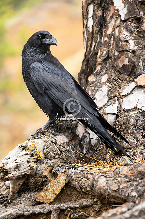 Corvus corax: Cuervo La Palma