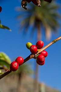 Coffee Valley of Agaete