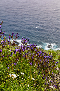 Flowers above the coast - La Palma