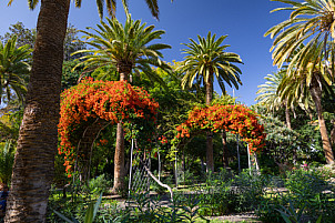 Parque García Sanabria - Santa Cruz - Tenerife