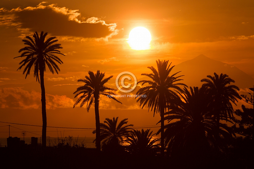 Palms sunset & Teide