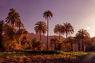 Palms in Ingenio de Santa Lucía - Gran Canaria