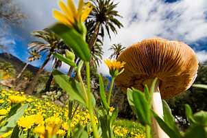Mushroom, flowers and palm trees in Santa Lucía
