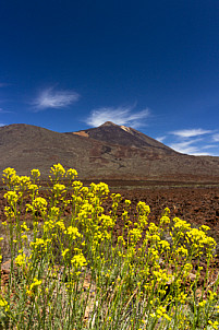 Las Cañadas Tenerife