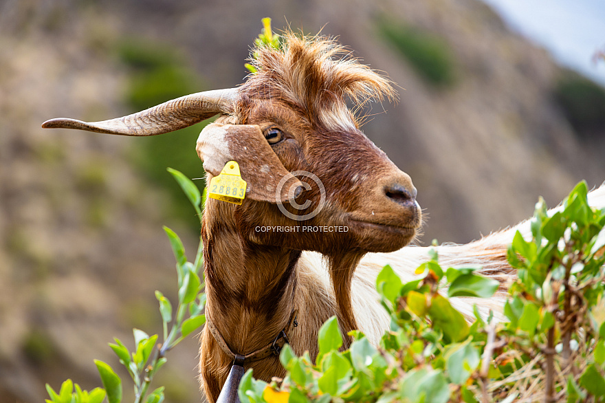La Gomera: Goat