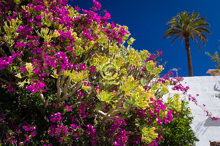 Flowers and palm tree in Santa Lucía