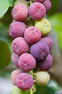 Tropical sea grapes