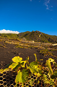 La Palma: Espacio Natural Tamanca