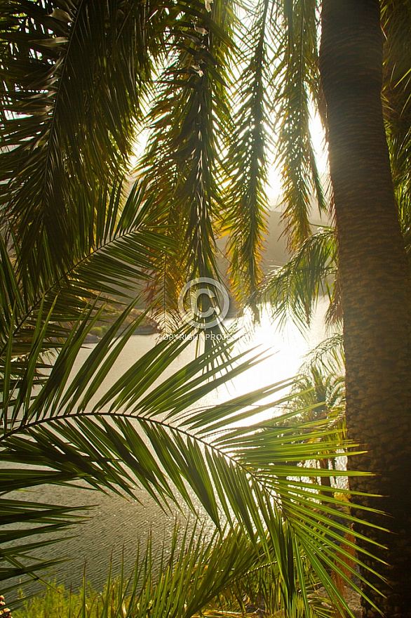 Sorrueda palms