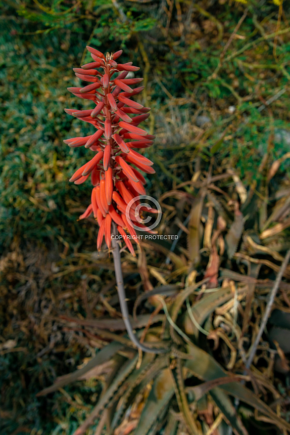 Red flowering Aloe Vera in Alojera - La Gomera