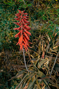 Red flowering Aloe Vera in Alojera - La Gomera