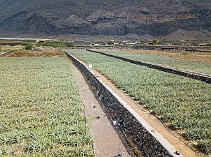 Pineapple fields - El Hierro