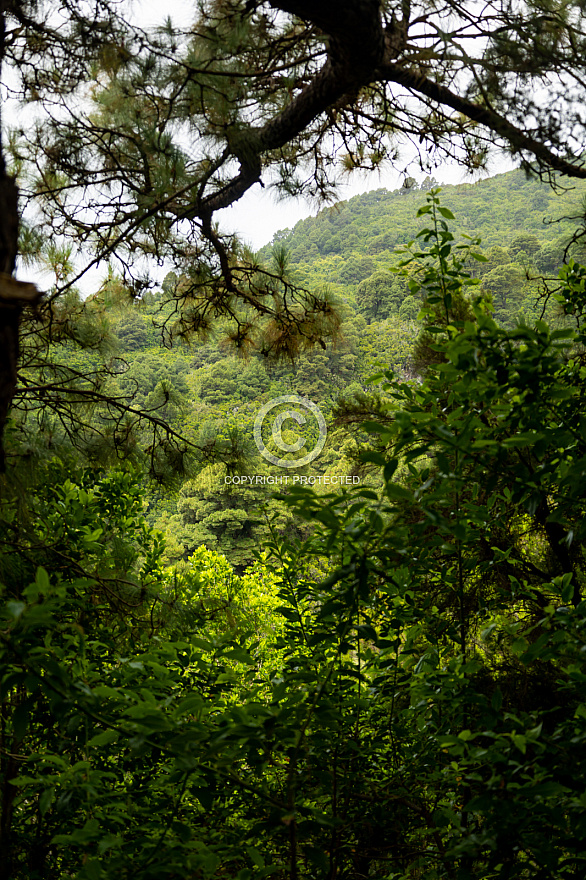 La Palma forest