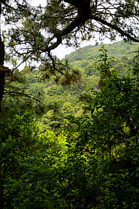 La Palma forest