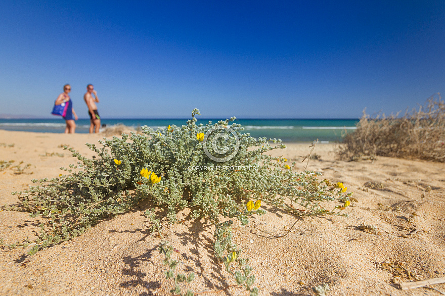 Playa Esmerelda Fuerteventura