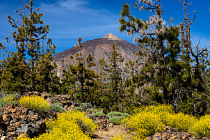 Tenerife: Teide Flowers