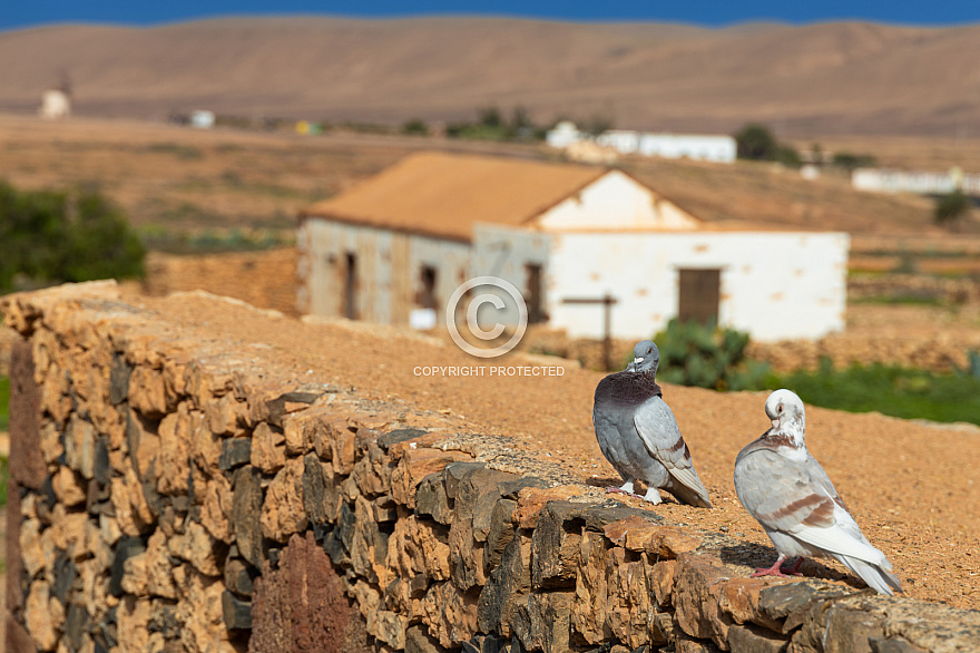 Fuerteventura: Ecomuseo de la Alcogida