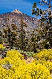 Tenerife: Teide Flowers