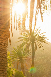 Sunset through the palms at Guayedra