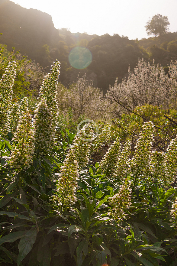 flowering plants in Agaete Valley