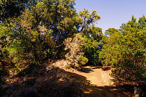 Bosque - El Hierro