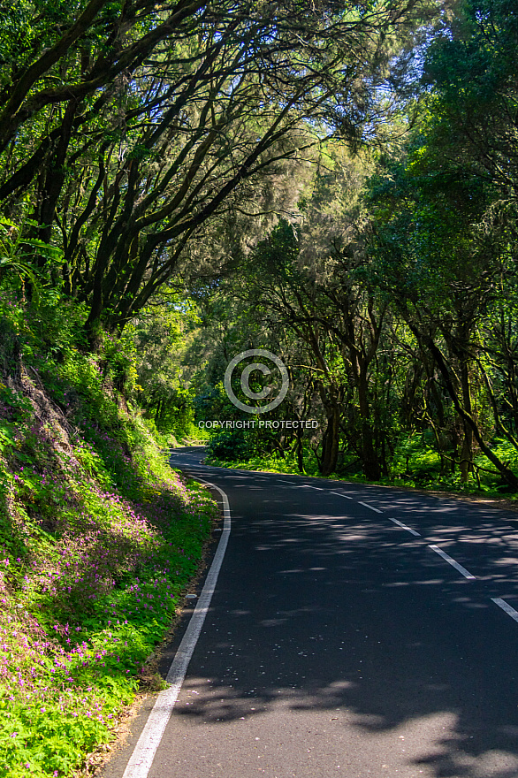 On the road - La Gomera