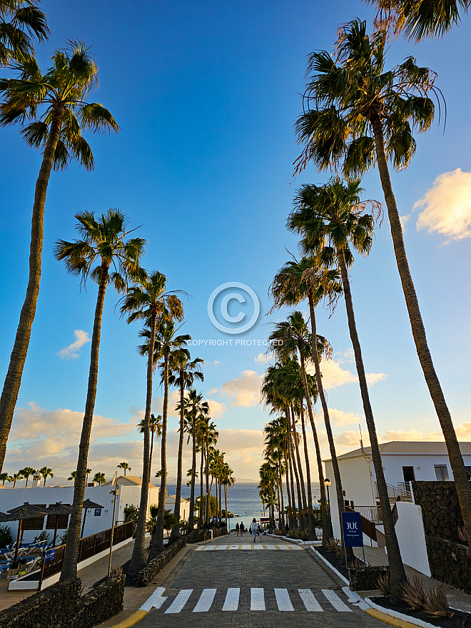 Playa Blanca palm tree lane