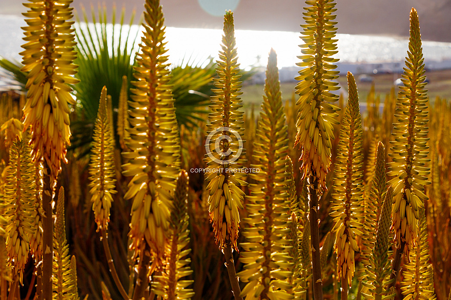 Aloe Vera - Playa Quemada - Lanzarote