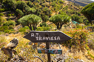 La Palma: Las Tricias