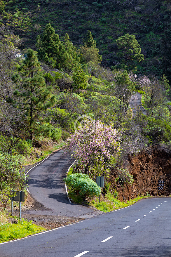 On the road - La Palma